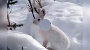 Жаркий час.  Михаил Пришвин // Слушать Рассказ