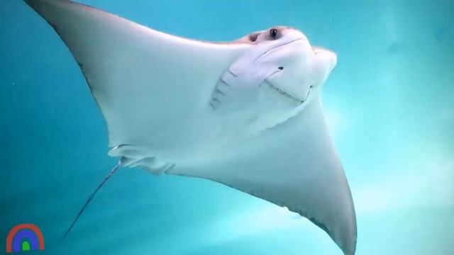 Морские животные для детей Развивающие мультики про животных Обитатели морей и океанов для малышей смотреть онлайн