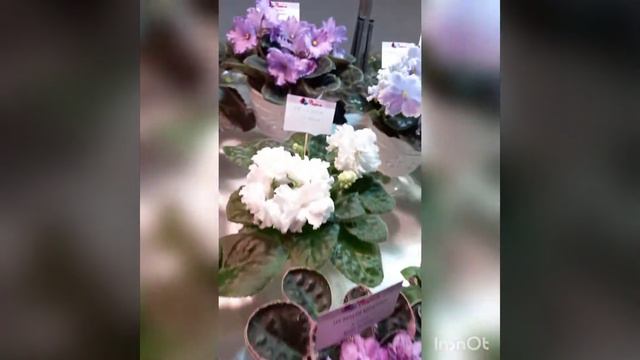 Выставка фиалок Харьков 6-11.10.2020 смотреть онлайн