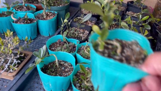 【盆栽】クチナシ、キンズ、モミジ　実生、挿し木素材がたくさん。#盆栽 #bonsai