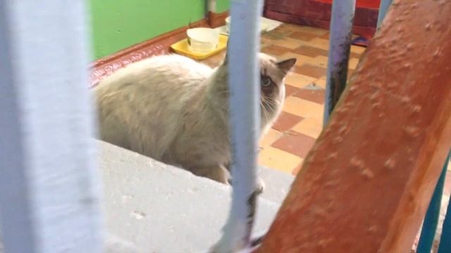 ну очень странный кот 2 смотреть онлайн