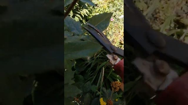 Розы обрезать нужно правильно. #хештег#розы смотреть онлайн