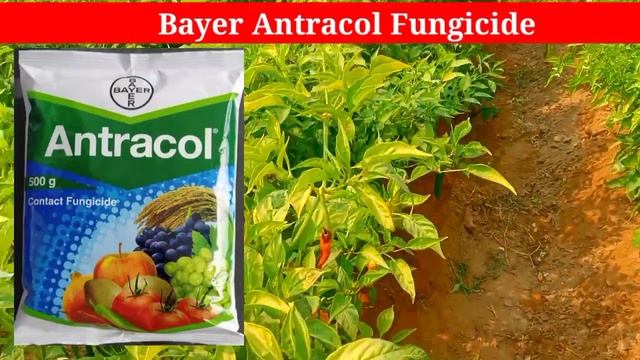 Antracol ।। Bayer Antracol ।। Antracol Fungicide ।। Propineb 70% WP ।। Bayer Antracol Hindi
