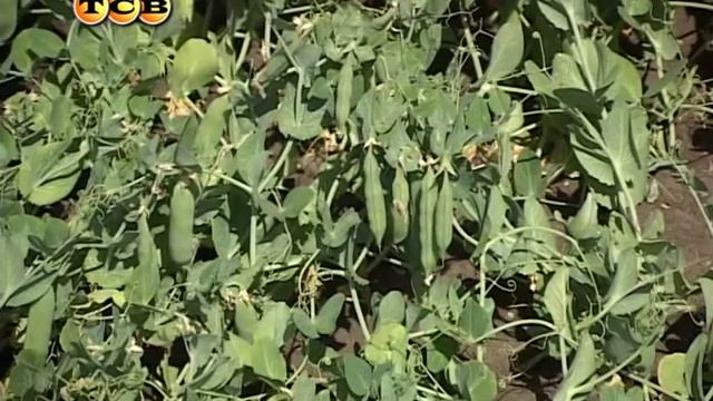 6 соток - Горох смотреть онлайн