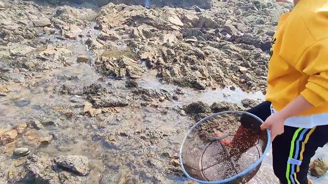 Giant Frogs Guard The Treasures Of Nature. Jewelry, Diamonds, Gems, Agate、pearl Gemstone