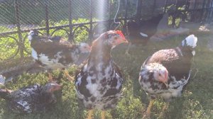 Ливенские ситцевые куры. Цыплята 3 месяца.