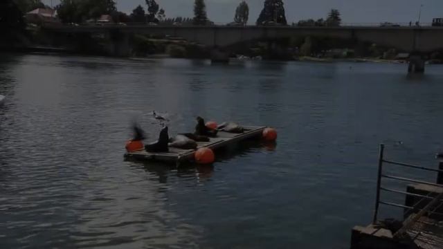 Котики Вальдивии смотреть онлайн