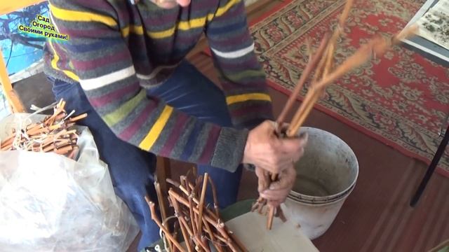 РАЗМНОЖЕНИЕ ВИНОГРАДА ЧУБУКАМИ. КАК ПРАВИЛЬНО ПОДГОТОВИТЬ И ОТОБРАТЬ ЧУБУКИ. смотреть онлайн