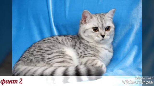 Британские коты смотреть онлайн