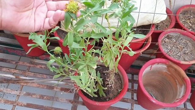 How To Grow And Care Gaillardia/ Blanket Flower Plant || Fun Gardening