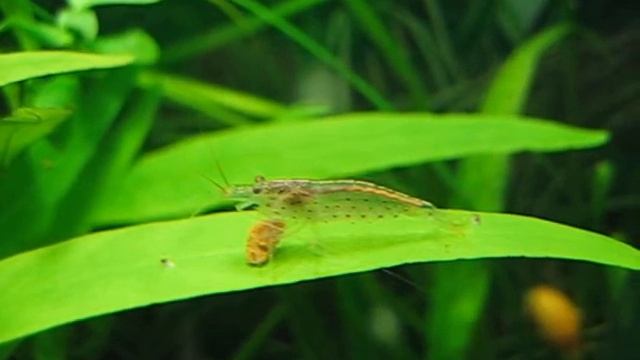 Пресноводная креветка Амано смотреть онлайн