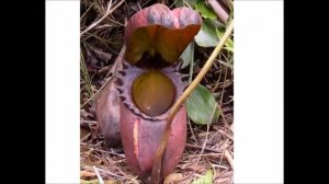 Непентес Раджа