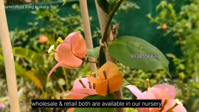 Wholesale & Retail Bougainvillea Plants Sale | Wholesale Bougainvillea Plant Market In Muchisha смотреть онлайн