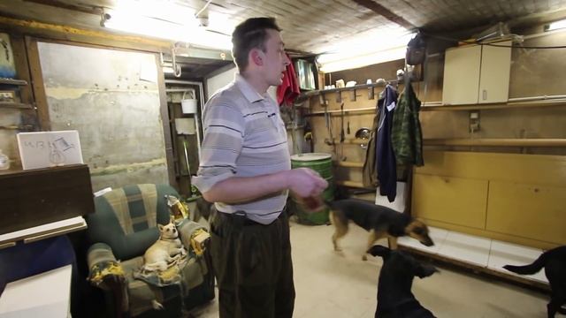 Как научить собаку прыгать? смотреть онлайн