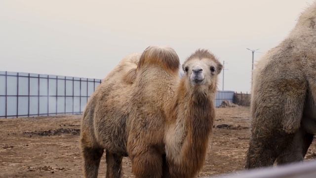 EMU Ostrich Egg Scrambled Eggs Insanely Delicious In Nature, The Ostrich Didn't Mind