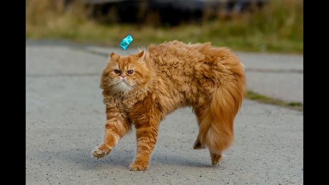 Смотреть смешные видео с животными с озвучкой 2019 - Смешное видео МатроскинТВ смотреть онлайн