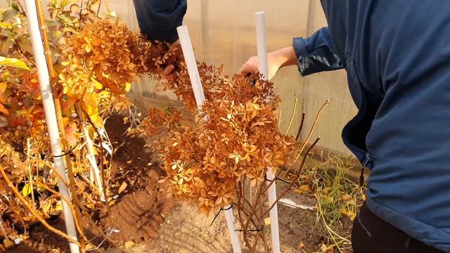 Гортензия Фантом. 3 способа формировки для пышного цветения смотреть онлайн