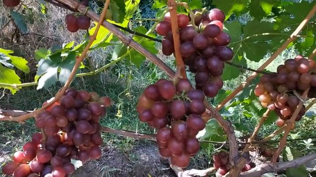 ВИНОГРАД СЕНАТОР ПАВЛОВСКОГО 2019г смотреть онлайн