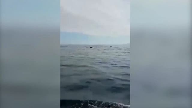 Владивосток,  Дельфины