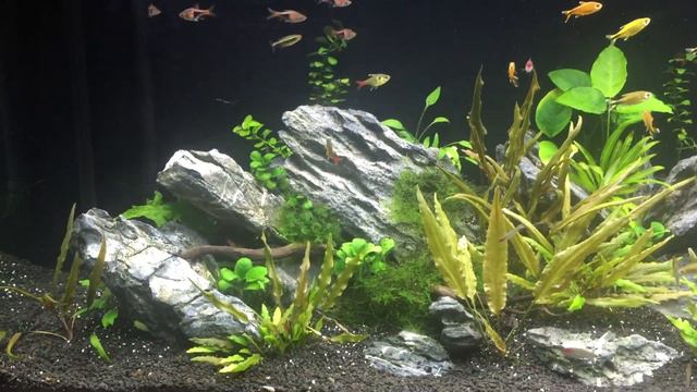 Aquascaped Angel Aquael Glossy смотреть онлайн