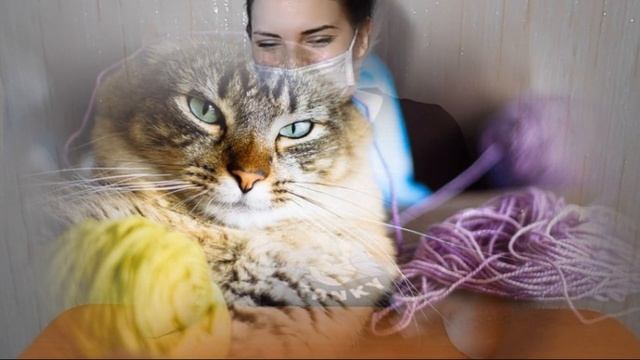 10 причин рвоты у кошек | Почему кошка рвется смотреть онлайн