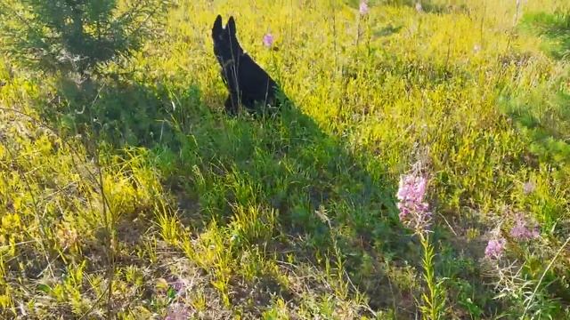 Русский чай, высокогорные плантации Пермского края! смотреть онлайн