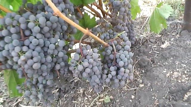 Сорт винограда Фронтиньяк гри! смотреть онлайн