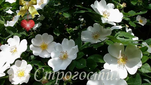 Надюше смотреть онлайн