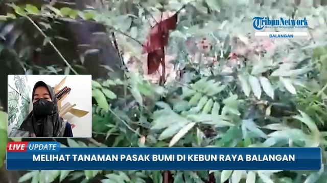 Tanaman Pasak Bumi yang Dianggap Bagus untuk Stamina Kini Dilestarikan di Kebun Raya Balangan Kalse смотреть онлайн