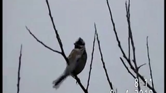 БЕЛОШАПОЧНАЯ ОВСЯНКА смотреть онлайн