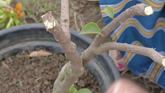 New method bougainvillea multi colour grafting. एक बोगनविलिया में 4 रंगों के फूल। смотреть онлайн