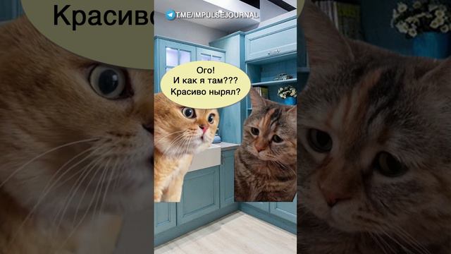 Вещий сон #мем #мыкотики #приколы #юмор #разговор #анекдот #шутки #котики смотреть онлайн