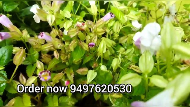 ഈ ഒരു ചെടി മതി ഗാർഡൻ മനോഹരമാക്കാൻ/ torenium plant care/flowering tips/gardening/gardening ideas смотреть онлайн