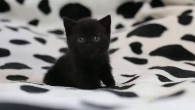 Такори, британская черная кошка смотреть онлайн