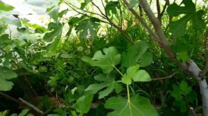 Сверх-раннее созревание позднего сорта инжира.