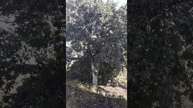 Север- юг. Переезд в деревню. Начало. смотреть онлайн