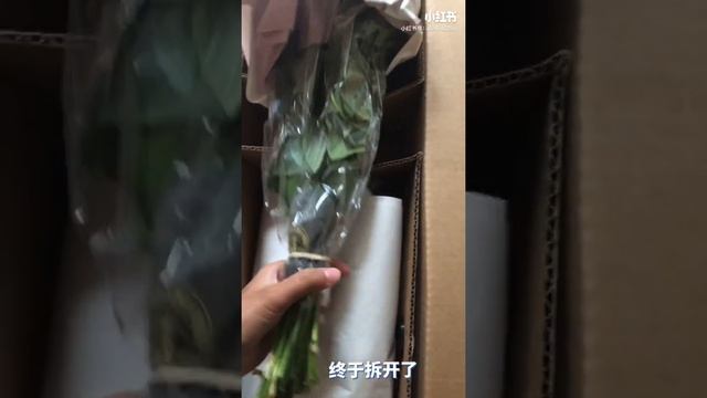DA切花开箱? - David Austin Garden Roses Unboxing - Juliet - Miranda - Patience - Tess смотреть онлайн