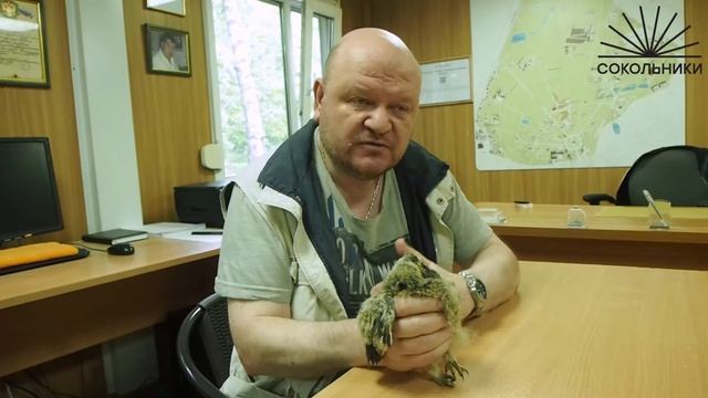 Видеолекции о птицах: птенец ушастой совы смотреть онлайн