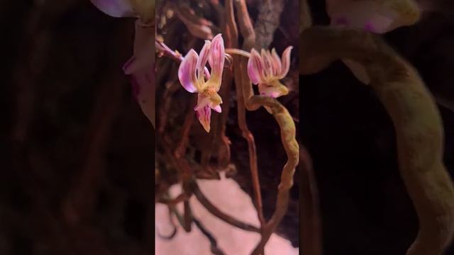 Phalaenopsis Finleyi Фаленопсис Финли смотреть онлайн