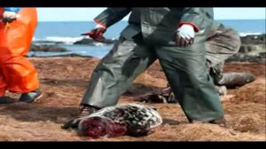 Sea Shepherd | Canadian Seal Hunt