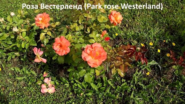 5 РОЗ - Самые ранние сорта, зацветают раньше всех и цветут всё лето до самого снега! смотреть онлайн