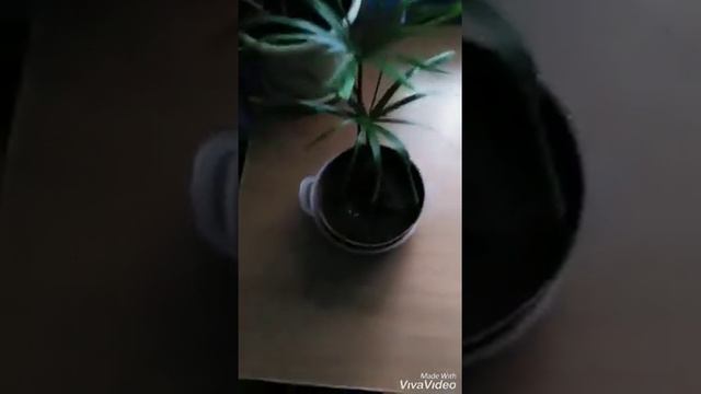 Циперус. Мой уход за ним смотреть онлайн