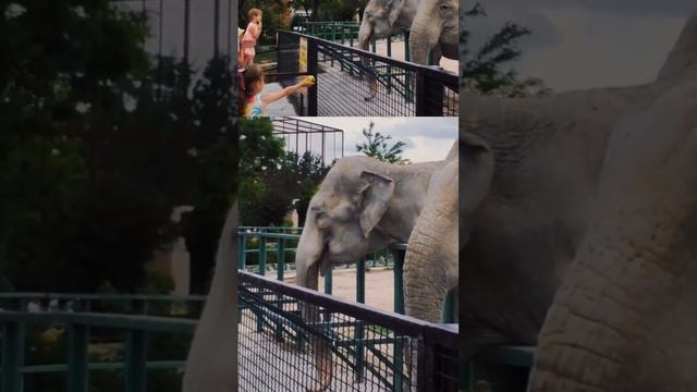 Кормление #слона. если #слон #хочет #есть смотреть онлайн