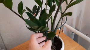 Как Ухаживать За Замиокулькасом? Освещение?? мой опыт #замиокулькас  #комнатныецветы