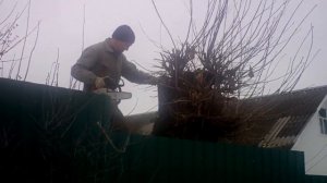 Формирование кроны дуба.Дуб обрезает специалист.1