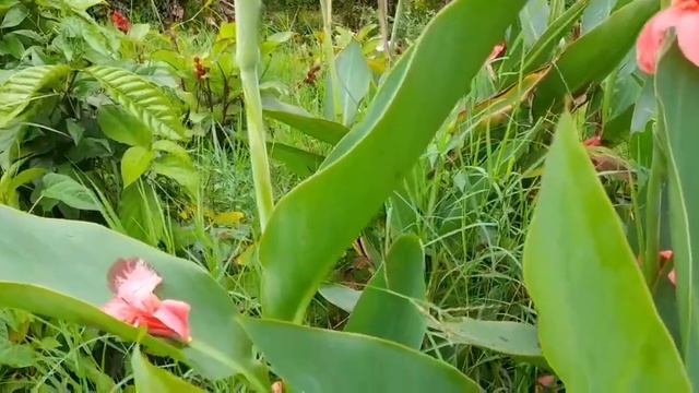Pink Beautiful 'Gladiolus' Flowers #HappyCoupleTube смотреть онлайн