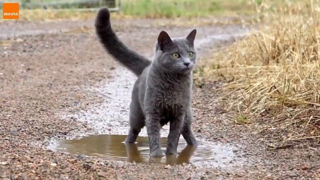 Не правильный кот! смотреть онлайн