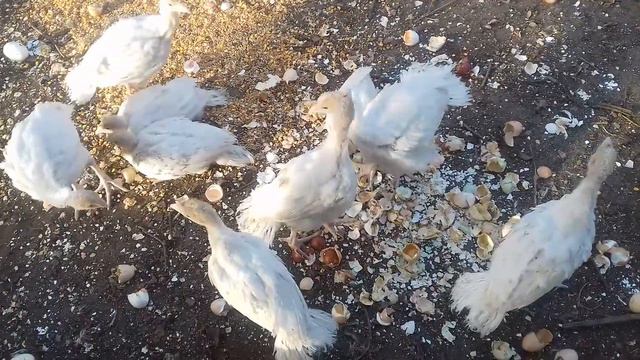 Куры,индюки,цыплята.17 мая 2021 г. смотреть онлайн