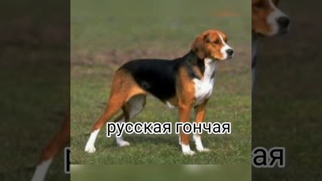 Виды охотничьих гончих собак.#охота #shorts #охотник #октябрь #собаки #гончие смотреть онлайн