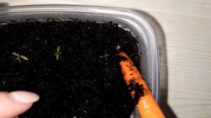 КАК ВЫРАСТИТЬ КОХИЮ?ПИКИРОВКА?